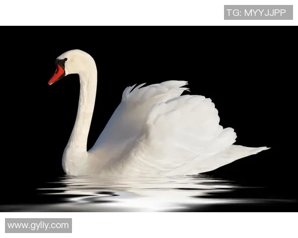 足球明星天鹅优雅瞬间高清图片欣赏与背后故事分享 足球明星天鹅优雅瞬间高清图片欣赏与背后故事分享